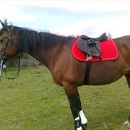 Traver elektra sølvbjerg(solgt)