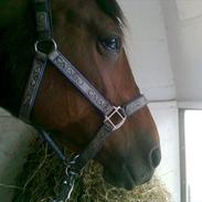 Traver elektra sølvbjerg(solgt)