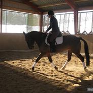 Anden særlig race Lindholms Sofus