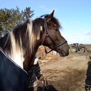 Anden særlig race Piper Solgt :-(