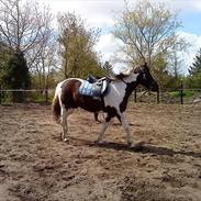 Anden særlig race Piper Solgt :-(