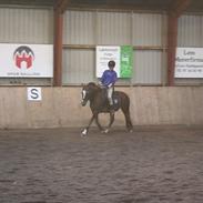 New Forest czar lukas ''SOLGT''