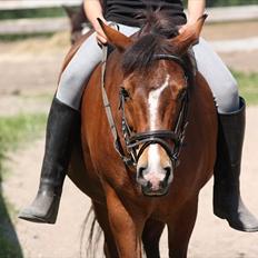 New Forest Bjørndals Horisont