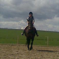 Dansk Varmblod Silke Sønderholm