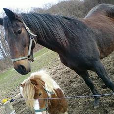 Dansk Varmblod Silke Sønderholm