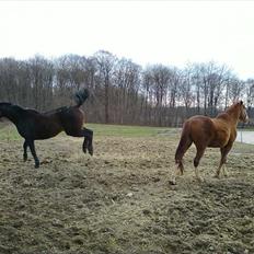 Dansk Varmblod Silke Sønderholm