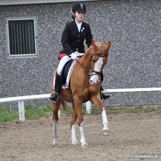 DSP Uldallens Flicha