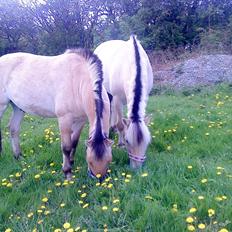 Fjordhest Lynges Frille Himmelhest<3<3