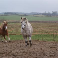 Knabstrupper Plet KNN