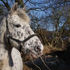 Knabstrupper Plet KNN