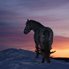 Knabstrupper Plet KNN