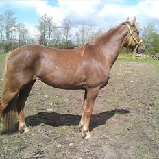 Anden særlig race ascana