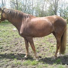 Anden særlig race ascana