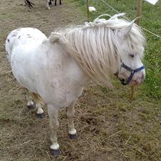 Anden særlig race Inka