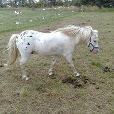 Anden særlig race Inka