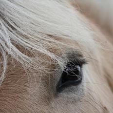 Fjordhest Laban