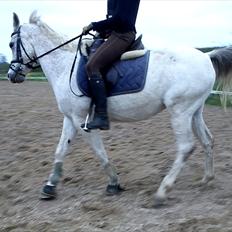 Anden særlig race | Elajka <3 *Rider*