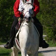 Shagya Araber (SH) Sharie Sh