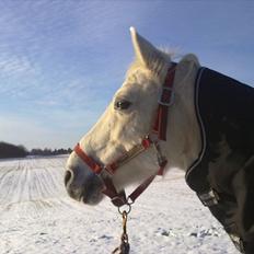 Shagya Araber (SH) Sharie Sh