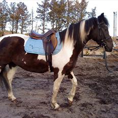 Anden særlig race Piper Solgt :-(