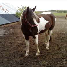 Anden særlig race Piper Solgt :-(