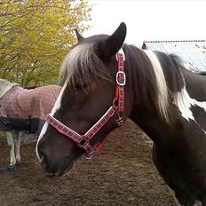 Anden særlig race Piper Solgt :-(