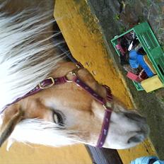 Haflinger Troja (Gamle part)! :'(