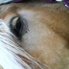 Haflinger Troja (Gamle part)! :'(