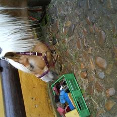 Haflinger Troja (Gamle part)! :'(