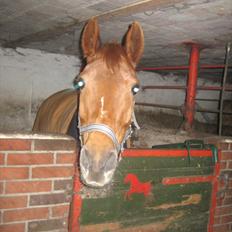 Anden særlig race Jura