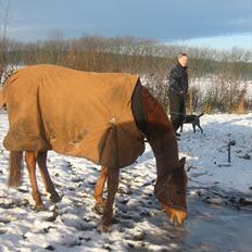 Anden særlig race Jura