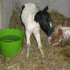 Anden særlig race Troja *SOLGT*