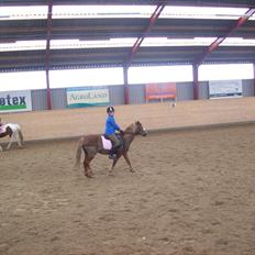 Anden særlig race dixie solgt