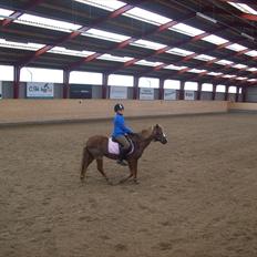 Anden særlig race dixie solgt