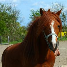Anden særlig race Ron
