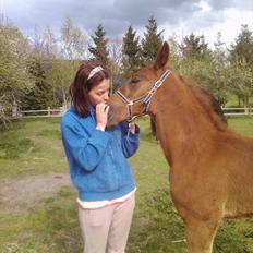 Traver toffee(solgt)