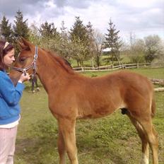 Traver toffee(solgt)