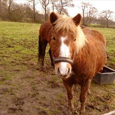 Anden særlig race Sasha DEN SAVNEDE<3