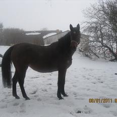 Dansk Varmblod korsholms lavinia ( solgt)