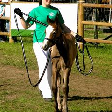 Connemara BREDEMADGÅRDS GRACE O'MALLEY