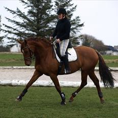 Dansk Varmblod Cocktail and Dreams *himmelhest*