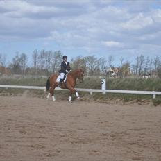 Dansk Varmblod Cocktail and Dreams *himmelhest*