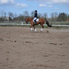 Dansk Varmblod Cocktail and Dreams *himmelhest*