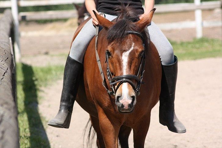 New Forest Bjørndals Horisont billede 2