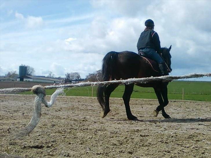 Dansk Varmblod Silke Sønderholm - Gitte der rider silke (Fotograf: Mig billede 8