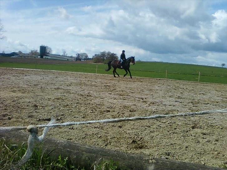 Dansk Varmblod Silke Sønderholm - Gitte der rider silke (Fotograf: Mig billede 10