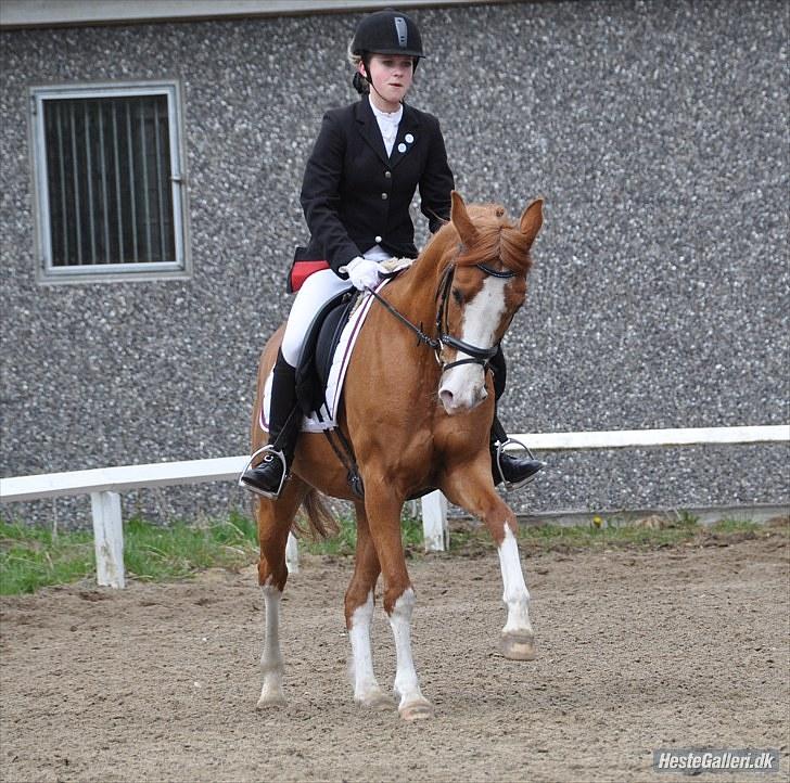 DSP Uldallens Flicha billede 3