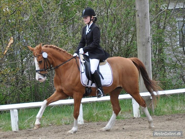 DSP Uldallens Flicha billede 4