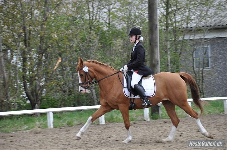 DSP Uldallens Flicha billede 5