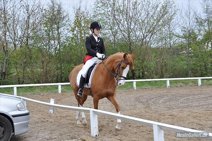 DSP Uldallens Flicha billede 6